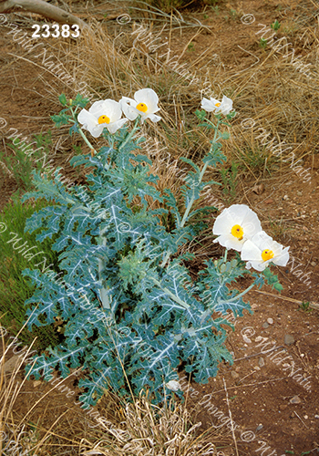 White Prickly-poppy (Argemone polyanthemos)